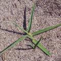 Chiendent Pied-de-Poule plante