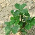 Oxalis plante