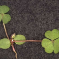 Oxalis plantule